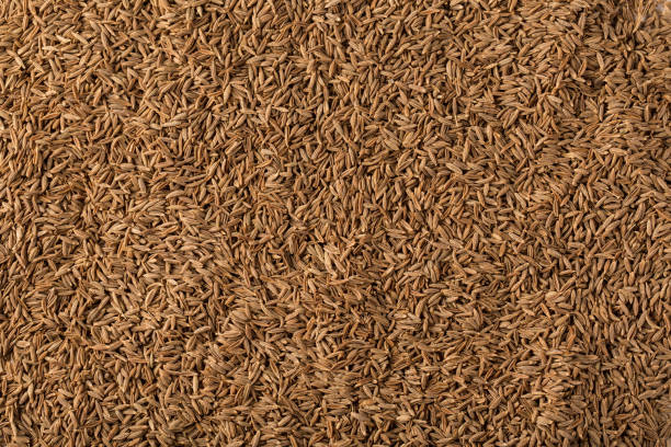 Your Expert Guide to Procuring Top-Tier Cumin Seeds: Top 10 Cumin Seeds Suppliers in Netherlands in Year 2025