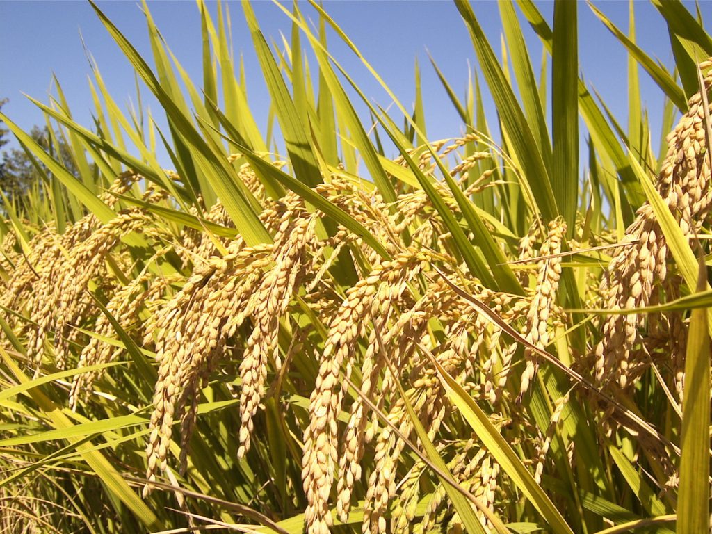 Global Rice Landscape, July 2025 – Prices, Climate Pressures & Breakthrough Varieties