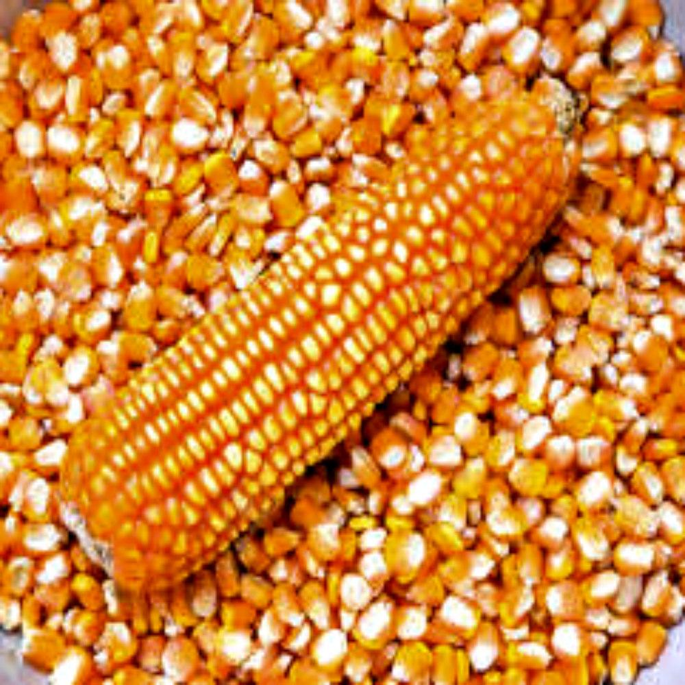 Superior Yellow Corn With Bright Golden Color Yellow Corn Ideal For Processing And Bulk Industrial Applications