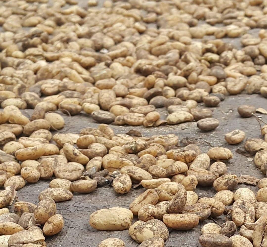 Gayo Civet Coffee Image 2