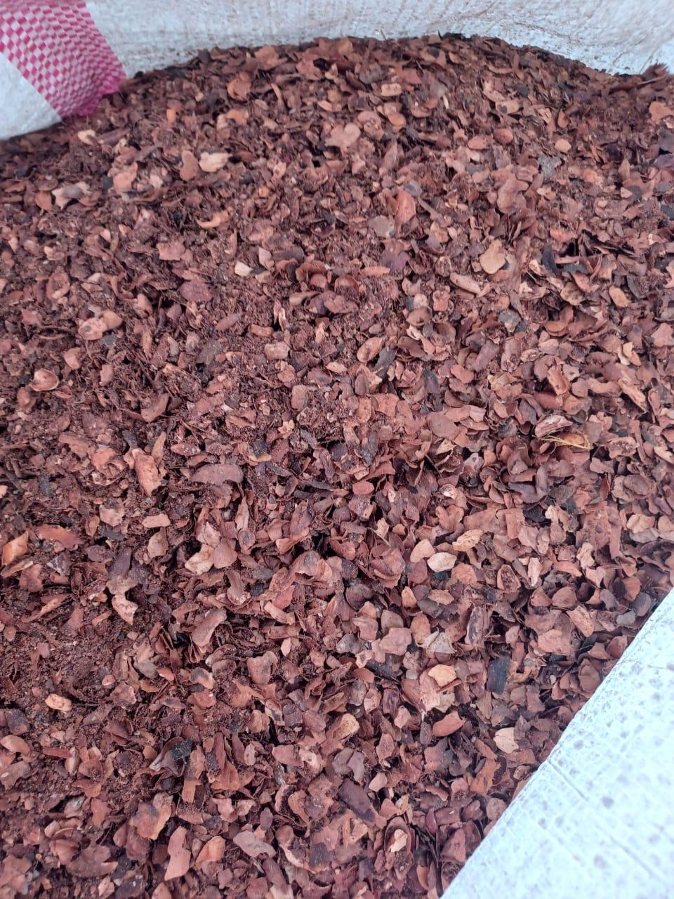 cocoa shells