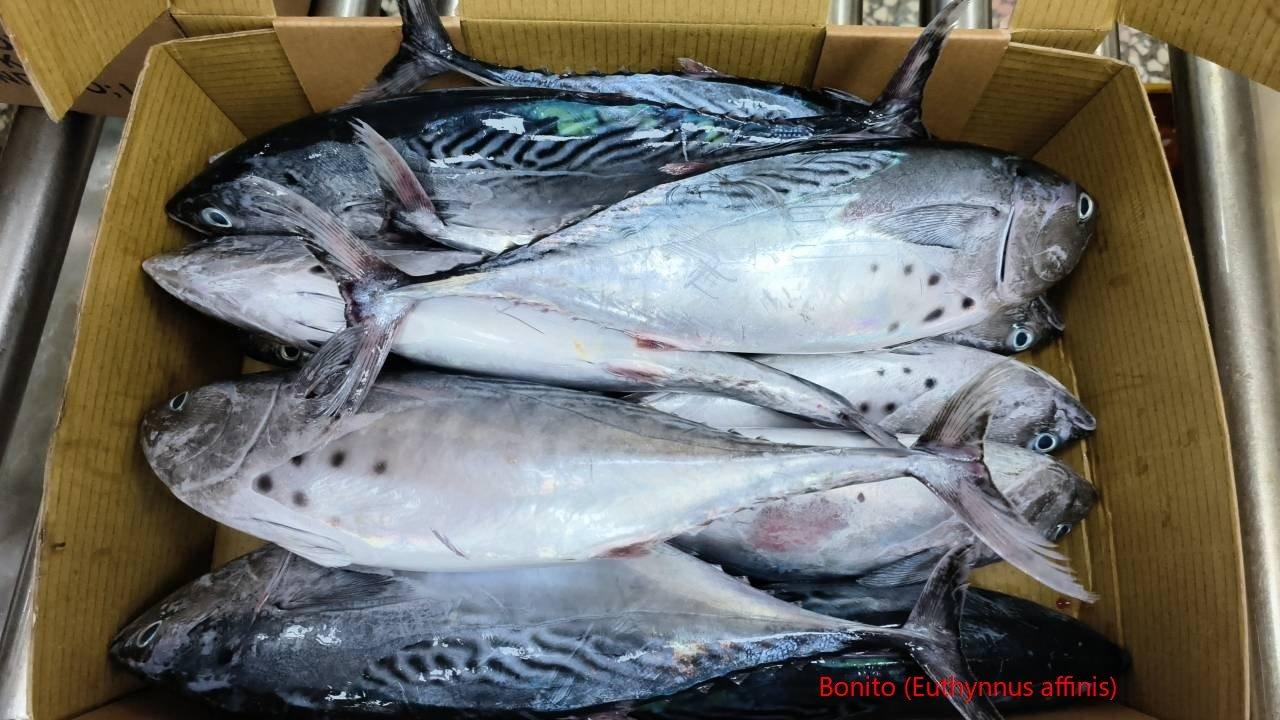 Frozen Tuna Bonito