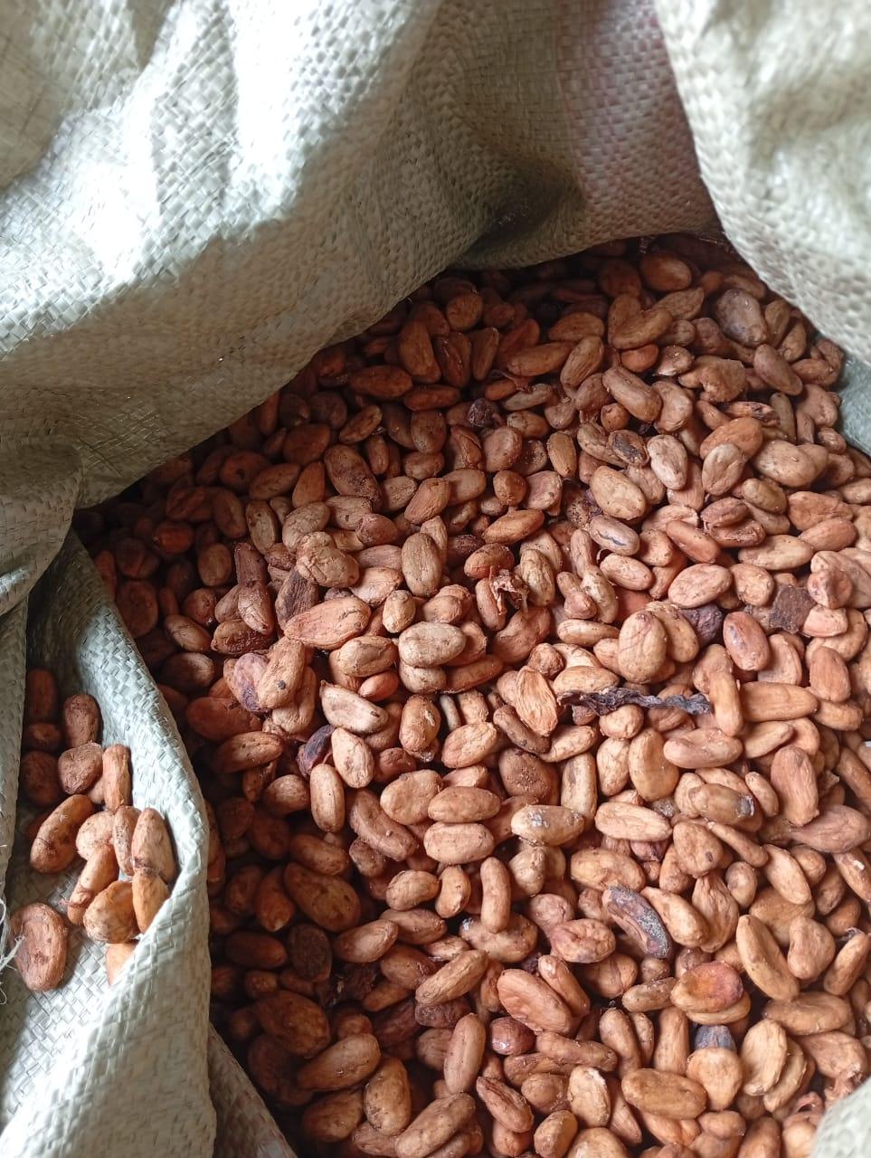 Cocoa Beans