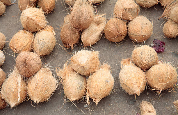 Top 6 Coconut Suppliers in Sri Lanka in July 2025