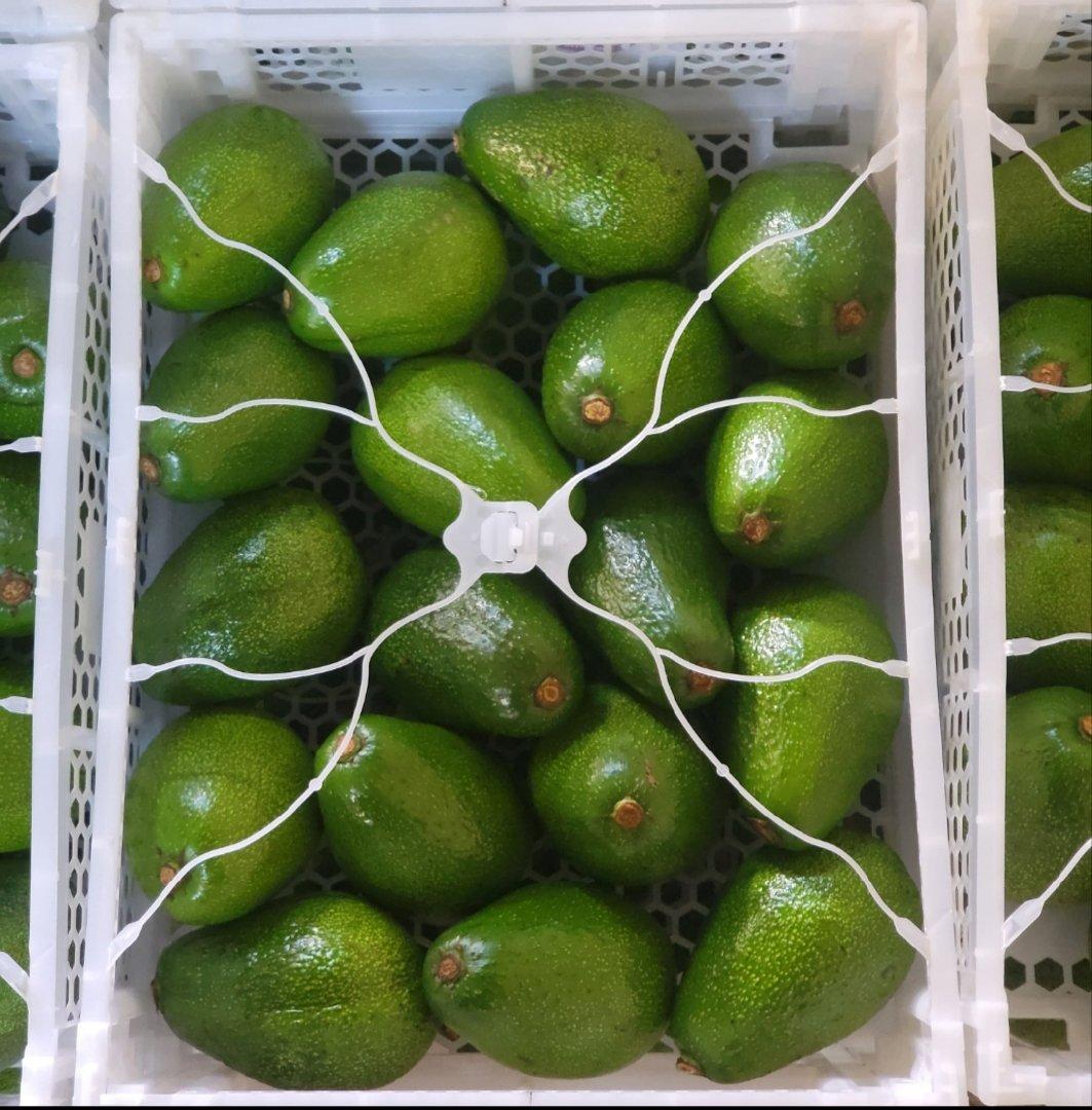 Avocado