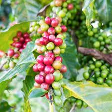 Green Coffee Beans (Unroasted Coffee Beans Grade top Quality Good Packaging bags Manufacturer AD Storage Type DRY Processing Type sun