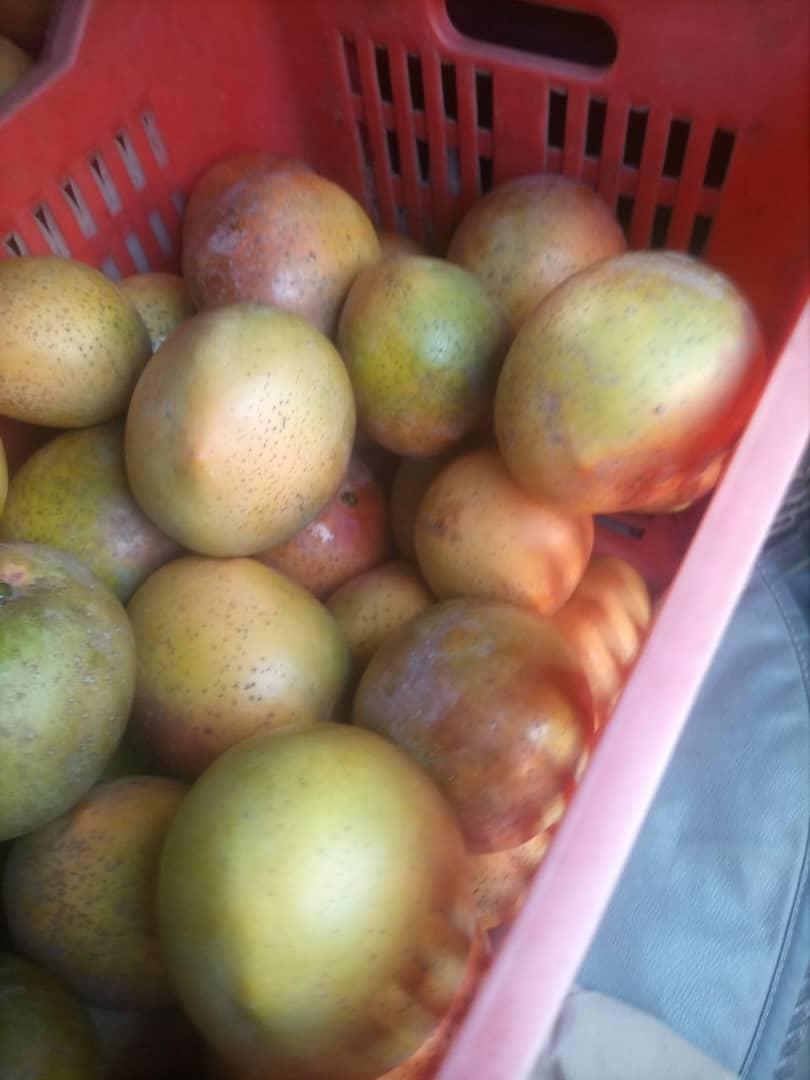 Mango Kent Image 3
