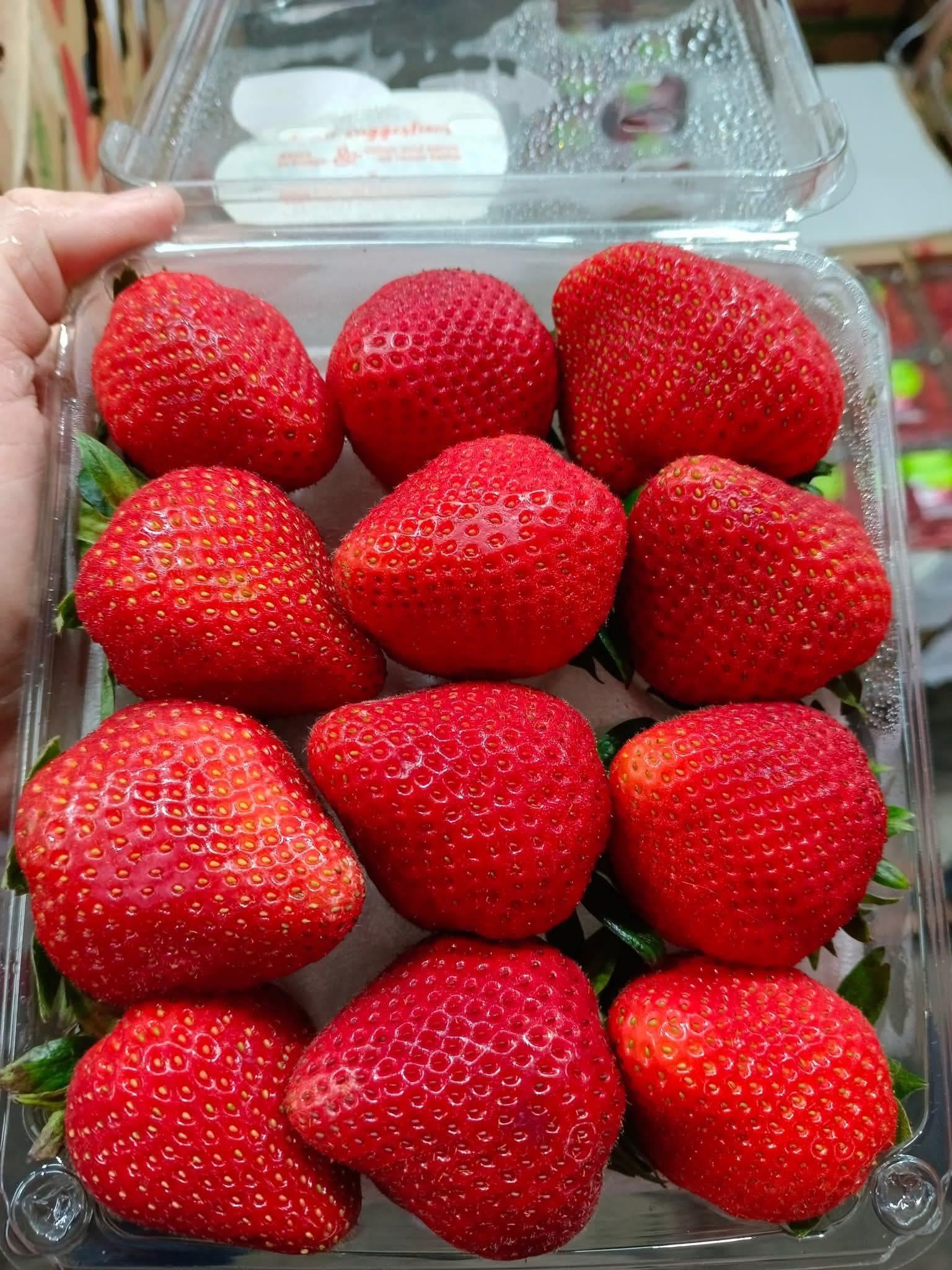 Premium South African Strawberries Organic Yes Freshness High Quality Premium Export Grade Yes Origin South Africa Shelf Life Consistent