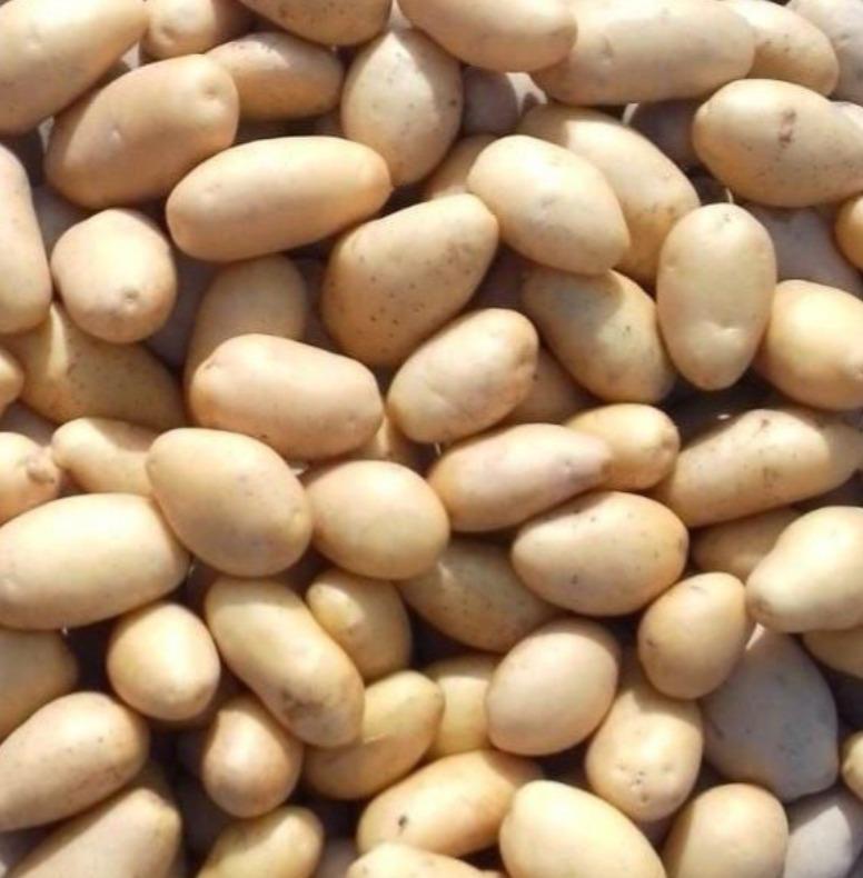 Potato, Fresh Potato, Mozika Potatoes, Laddy Rosetta Potato Origin Asia Features Vegan Product Type Fruits & Vegetables