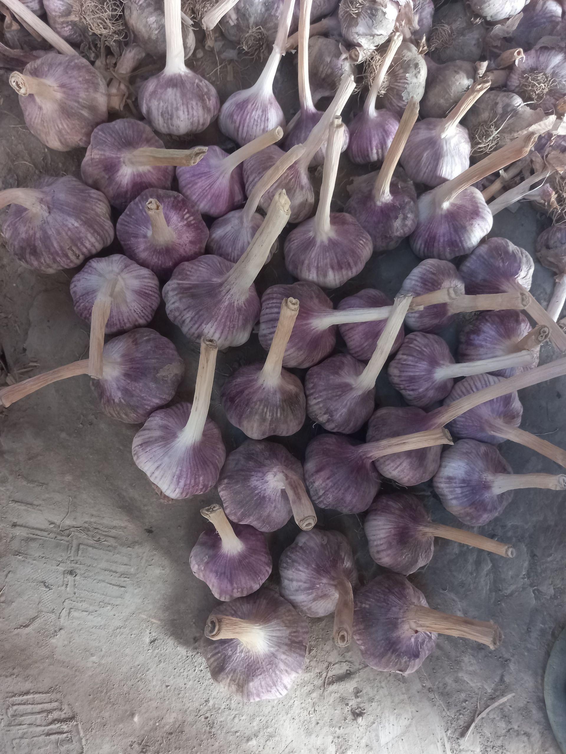 Garlic Packaging