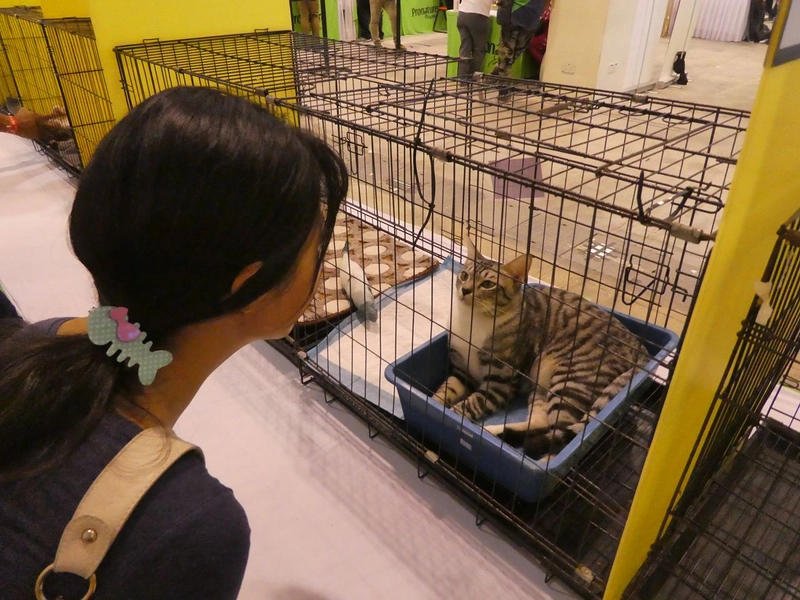 Inside Ekspo Kucing: B2B Key Insights - 1
