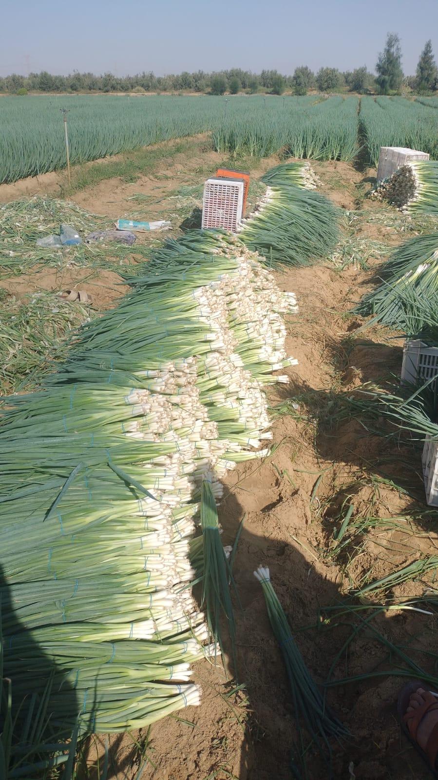 Selected Egyptian Onions