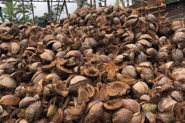 Coconut Shells [Husk] Wholesale Supply