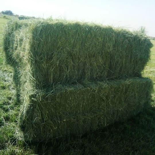 Premium Rhodes Grass Hay