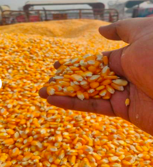 Animal feed Maize Grain Yellow Corn Feed Corn Maize at Low Cost Wholesale Europe.Non GMO Yellow and white Corn Maize.