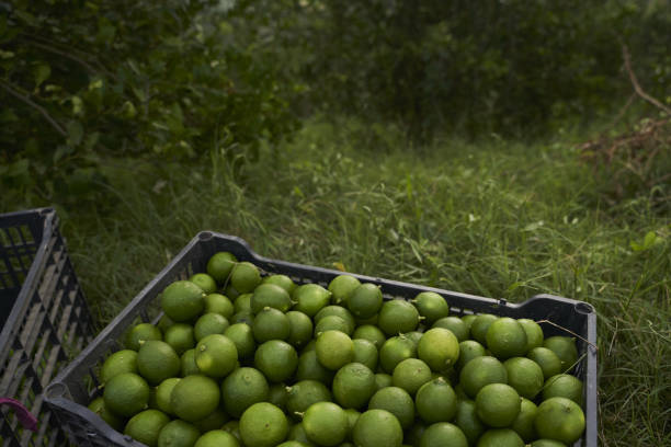 Top 7 Lime Suppliers in Switzerland in Year 2025