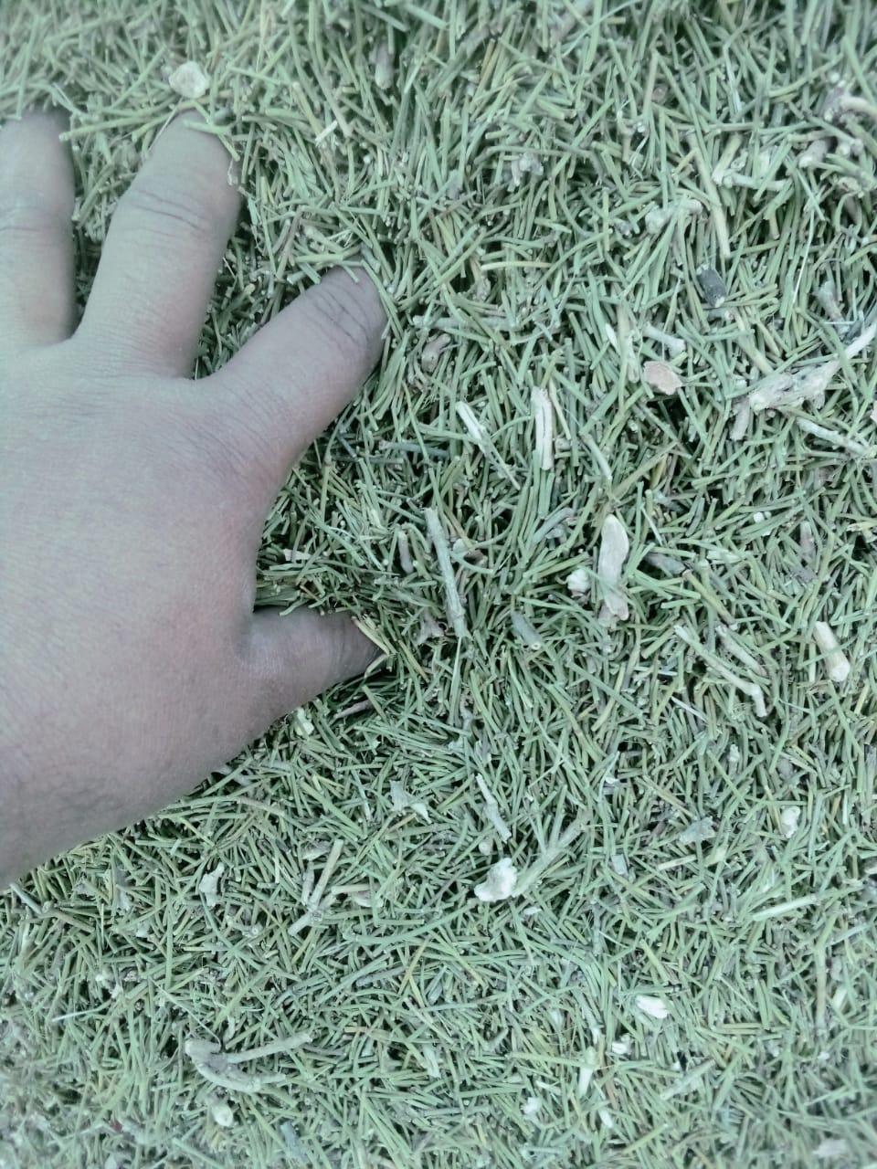 Ephedra Herb