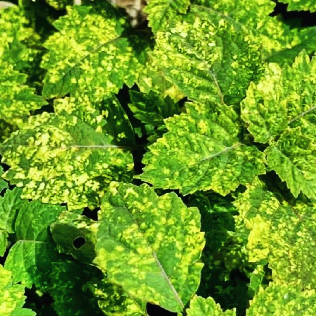 patchouli oil