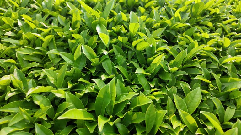 Top 8 Green Tea Suppliers in United Arab Emirates in Quarter 3 of 2025