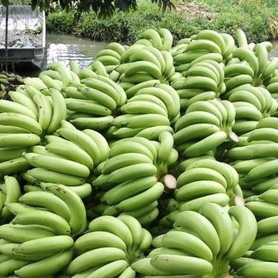 Green Cavendish Banana Packing 19.5 kg net weight per box Odor Natural, free from abnormal smell Cleanliness Free from soil, dust, stains, and foreign matter