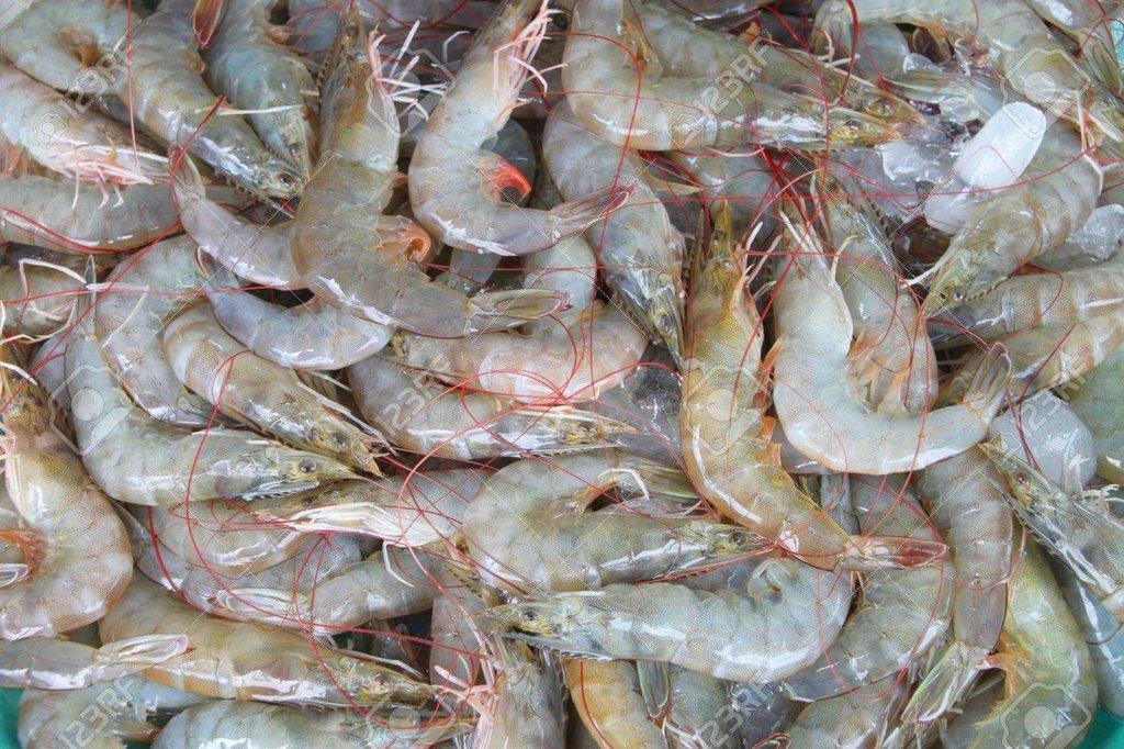 Fresh Shrimp Size Range 10–20 Pcs/kg Shelf Life Upon Arrival Delivery Time 48–72 Hours Origin Gulf Or Indian Ocean Processing Deveined And Cleaned