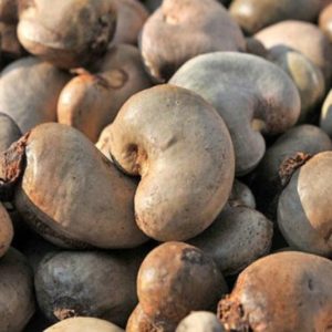 Whole White Cashew Kernels