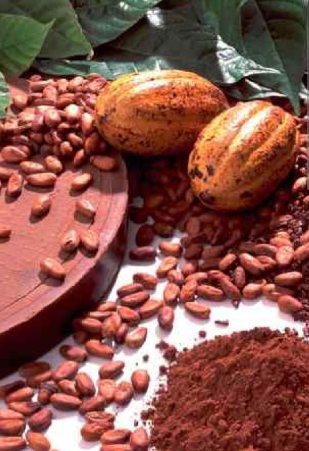 China Cocoa Powder Buyer Demand: Top 5 Active Buying Requests