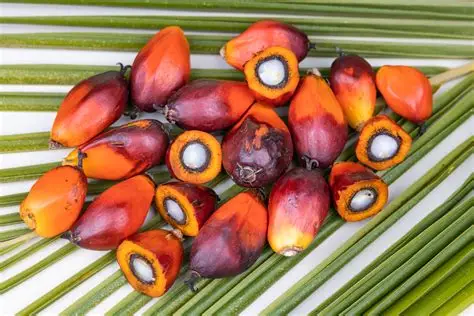 Palm Kernel Moisture Max 7% - 9% Broken Kernels Max 5% Shell Content Max 4% - 5% Oil Content Min 48% - 50% Impurities / Dirt Max 2% - 4%
