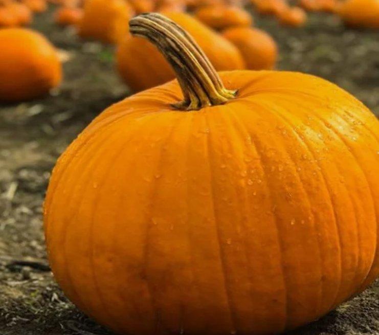 Egypt Fresh round pumpkin  Flesh: Deep orange, sweet taste Shape: Round to slightly flattened Quality: Clean, fresh, export quality, free from defects