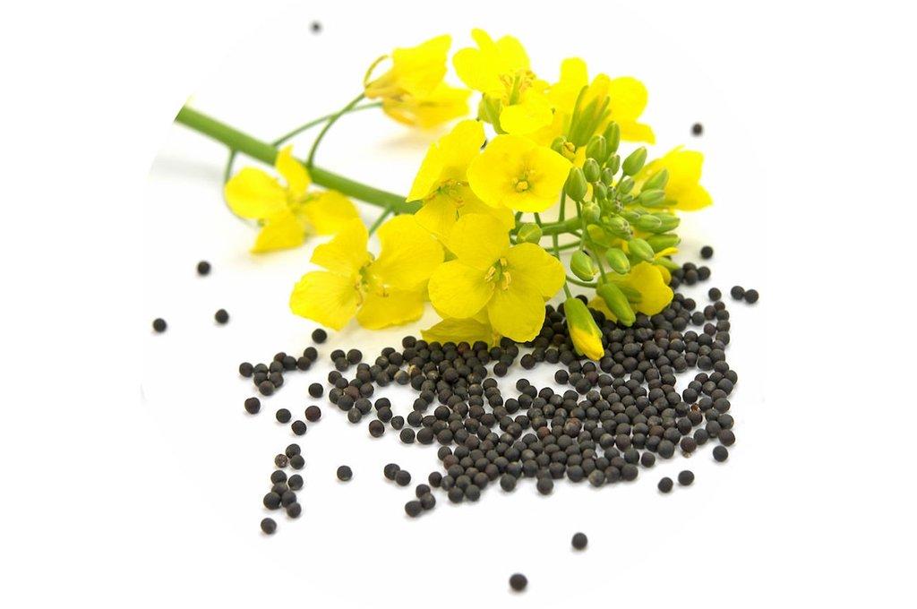 Rapeseed for Oil Production, Packaging Big Bags, Certifications Iscc, Non-gmo, Gmp+