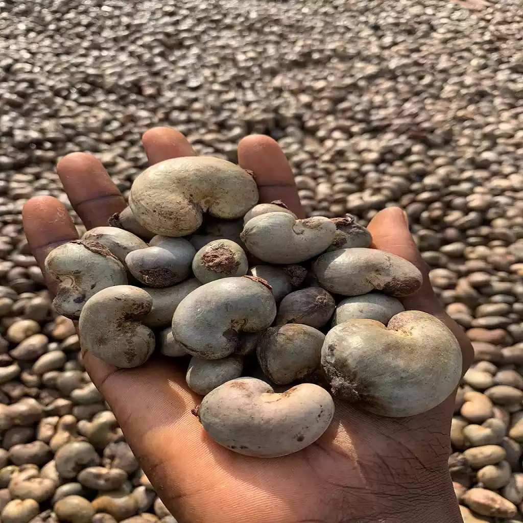 Cashew Nut West Africa