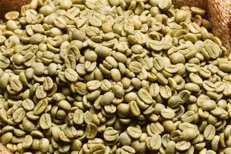 Premium Green Robusta Coffee Beans (Screen 18 / 16 / 14) | High Crema & Caffeine Yield | Direct Farm