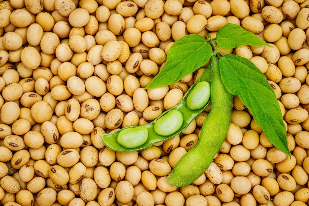 Soybeans Purity Minimum 98% Protein Content Minimum 38% Moisture Content Maximum 13% Product Specifications Export-grade soybeans