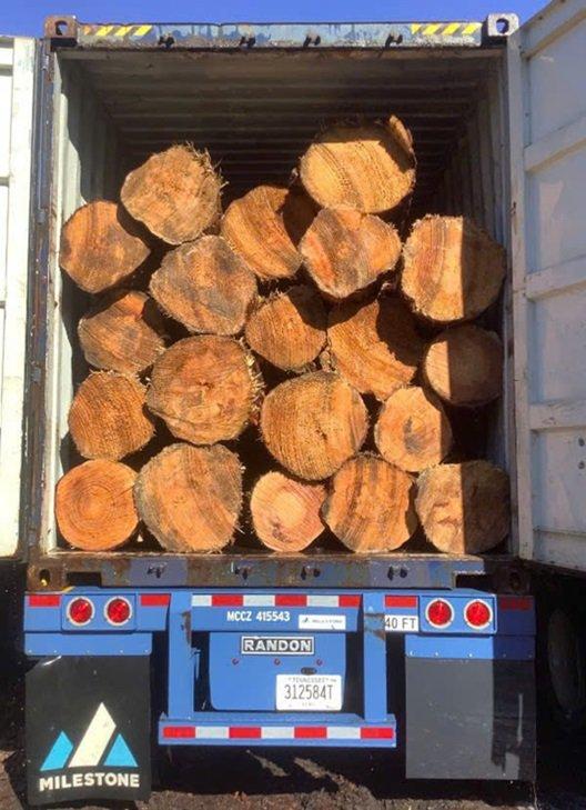 Southern Yellow Pine Logs (SYP logs) Length 11m Grade ABC, Abc Feature Dia 20cm+ Diameter Above 20cm Place of Origin USA