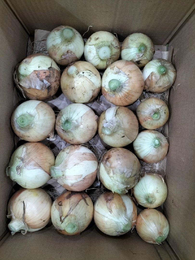 Get to Know the Top 3 Onion Suppliers in Vietnam — top 3 Onion suppliers in Vietnam - 3