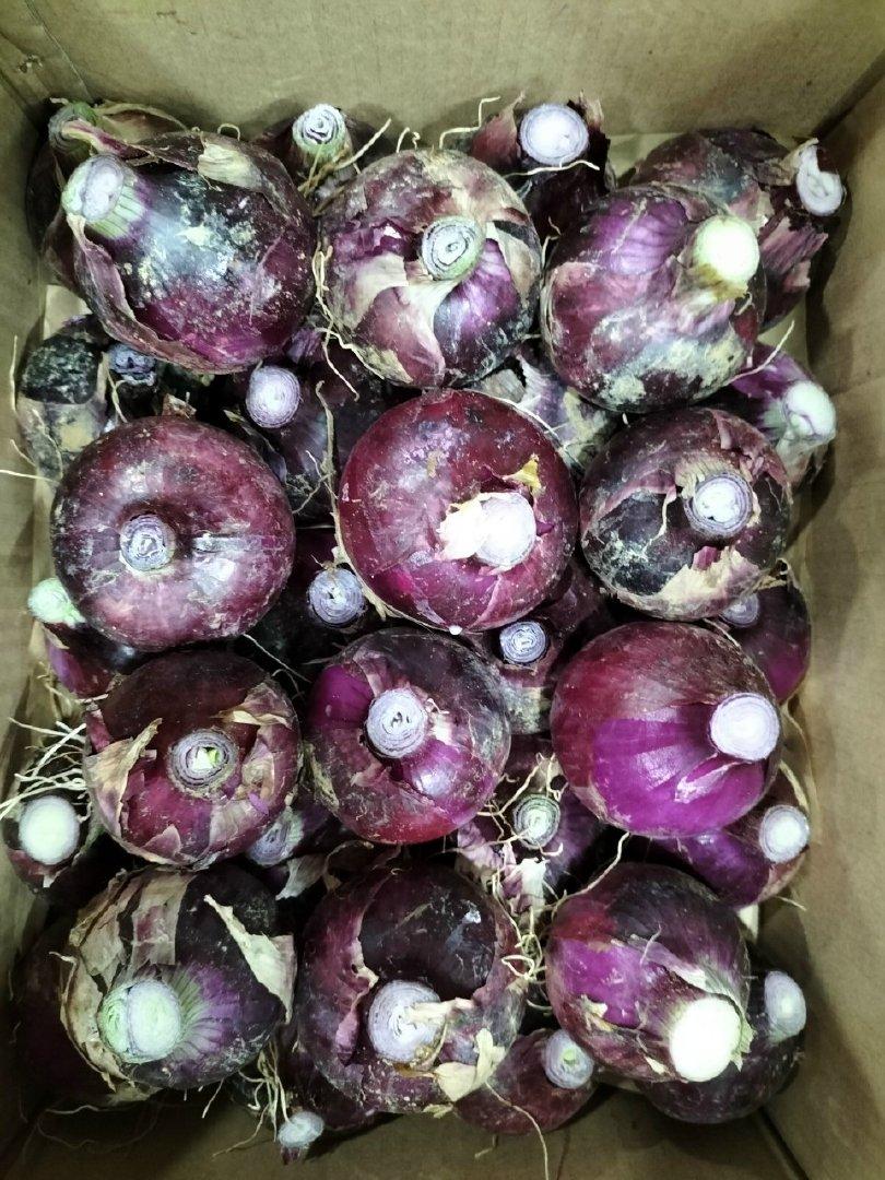 Get to Know the Top 3 Onion Suppliers in Vietnam — top 3 Onion suppliers in Vietnam - 2